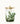 Frasier Fir Medium Pine Needle Luminary